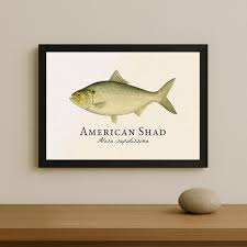 Image result for Alosa sapidissima