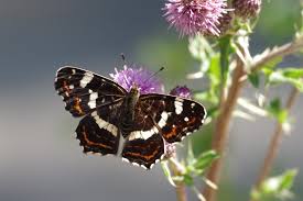 Attēlu rezultāti vaicājumam “Araschnia levana underside”