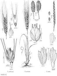 Attēlu rezultāti vaicājumam “Triticum aestivum”