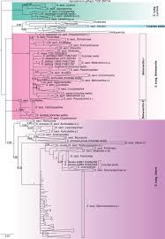 Attēlu rezultāti vaicājumam “Silene wolgensis”
