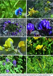 Attēlu rezultāti vaicājumam “Leguminosae”