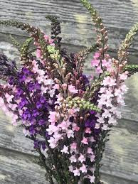 Image result for Linaria purpurea