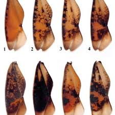 Attēlu rezultāti vaicājumam “Notonecta glauca”