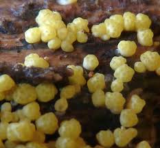 Attēlu rezultāti vaicājumam “Hypocrea gelatinosa”