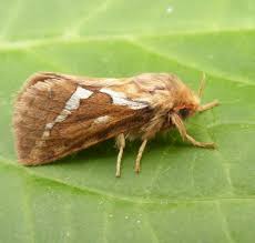 Attēlu rezultāti vaicājumam “Hepialus lupulinus”