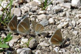Attēlu rezultāti vaicājumam “Agrodiaetus damon”