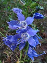 Image result for Campanula americana