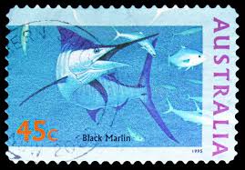 Image result for Istiompax indica