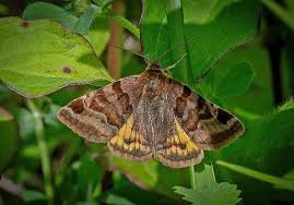 Attēlu rezultāti vaicājumam “Euclidia glyphica”