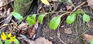 Attēlu rezultāti vaicājumam “Rudbeckia hirta var. hirta leaf”