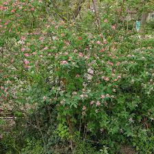 Attēlu rezultāti vaicājumam “Lonicera tatarica flower”