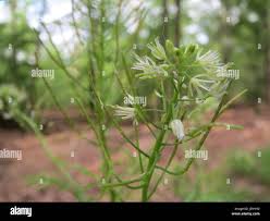 Attēlu rezultāti vaicājumam “Cardamine impatiens flower”