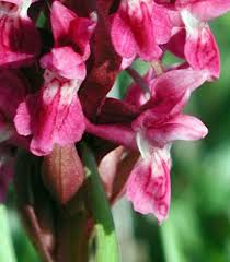 Attēlu rezultāti vaicājumam “Dactylorhiza ochroleuca flower”