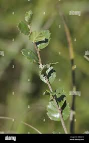 Attēlu rezultāti vaicājumam “Betula humilis”