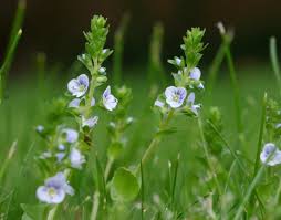 Attēlu rezultāti vaicājumam “Veronica serpyllifolia”