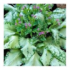 Image result for Pulmonaria Silverado