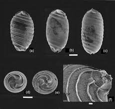 Attēlu rezultāti vaicājumam “Chara aspera”