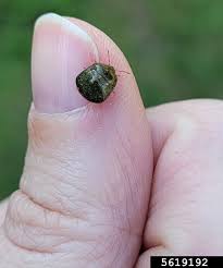 Attēlu rezultāti vaicājumam “Cribraria oregana macro”