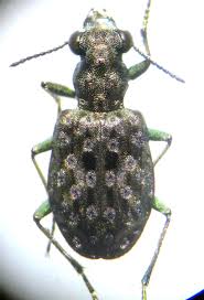 Attēlu rezultāti vaicājumam “Elaphrus cupreus”