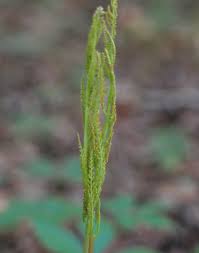 Attēlu rezultāti vaicājumam “Botrychium virginianum”