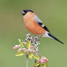 Attēlu rezultāti vaicājumam “Pyrrhula pyrrhula male”