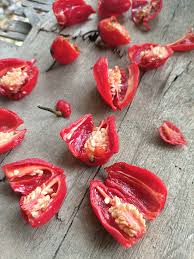 Afbeeldingsresultaat voor chili maya hot pepper hot pepper