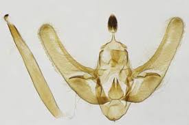 Attēlu rezultāti vaicājumam “Udea olivalis”