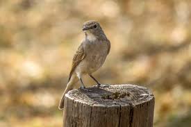 Attēlu rezultāti vaicājumam “Ficedula hypoleuca juvenile”