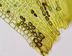 Attēlu rezultāti vaicājumam “Grimmia muehlenbeckii”