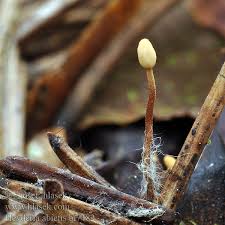 Attēlu rezultāti vaicājumam “Heyderia abietis”