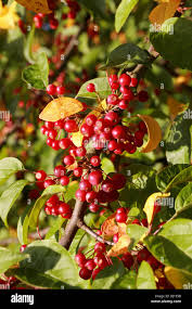 Attēlu rezultāti vaicājumam “Malus x zumi”