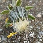 Attēlu rezultāti vaicājumam “Crepis biennis leaf”