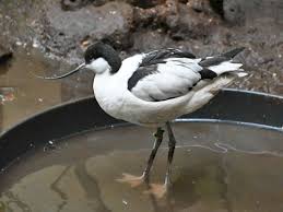 Attēlu rezultāti vaicājumam “Recurvirostra avosetta”