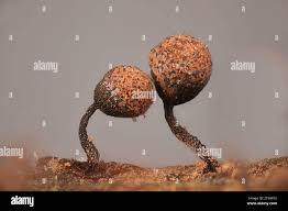 Attēlu rezultāti vaicājumam “Cribraria vulgaris”