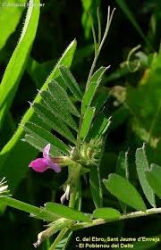 Attēlu rezultāti vaicājumam “Vicia angustifolia leaf”
