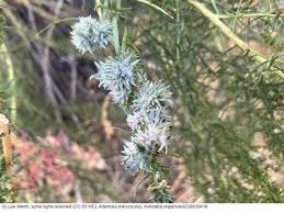 Image result for Artemisia dracunculus