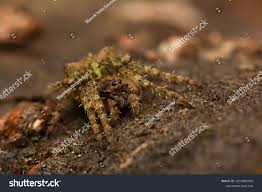 Attēlu rezultāti vaicājumam “Gibbaranea gibbosa”