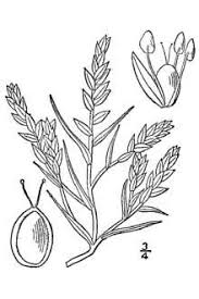 Attēlu rezultāti vaicājumam “Corispermum hyssopifolium”