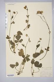 Attēlu rezultāti vaicājumam “Geum x intermedium”