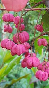 Attēlu rezultāti vaicājumam “Euonymus europaeus flower”