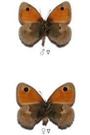 Attēlu rezultāti vaicājumam “Coenonympha pamphilus upperside”