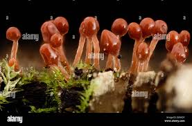 Attēlu rezultāti vaicājumam “Hemitrichia karstenii young”