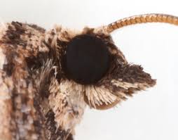 Attēlu rezultāti vaicājumam “Horisme vitalbata”