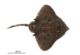 Image result for Amblyraja hyperborea