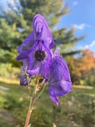 Attēlu rezultāti vaicājumam “Aconitum napellus bud”
