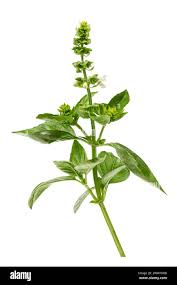 Image result for Ocimum basilicum