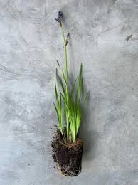 Attēlu rezultāti vaicājumam “Iris sibirica leaf”