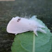 Attēlu rezultāti vaicājumam “Euproctis similis”