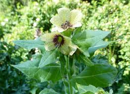 Image result for bilsenkraut