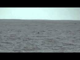 Image result for Oceanodroma monorhis